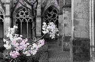 Blossom in the Pandhof of the Dom, Utrecht by Framed by Elisabeth thumbnail