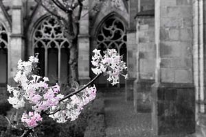 Fleur dans le Pandhof du Dom, Utrecht