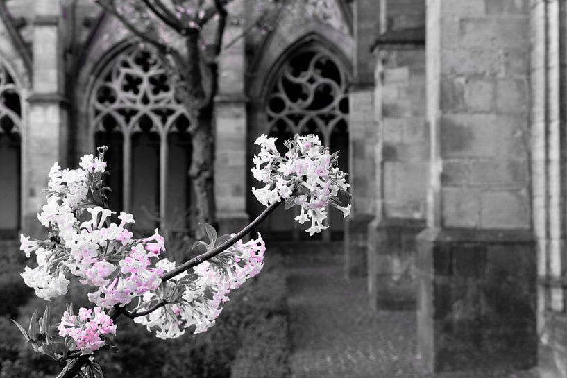 Blossom in the Pandhof of the Dom, Utrecht by Framed by Elisabeth