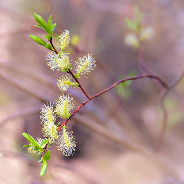 Spring, flared twigs by Rietje Bulthuis