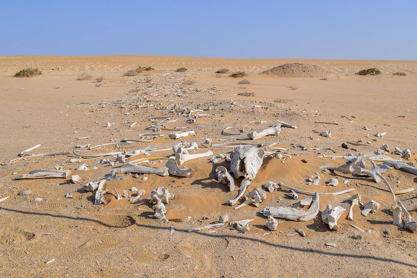 pale bones in the desert by Achim Prill