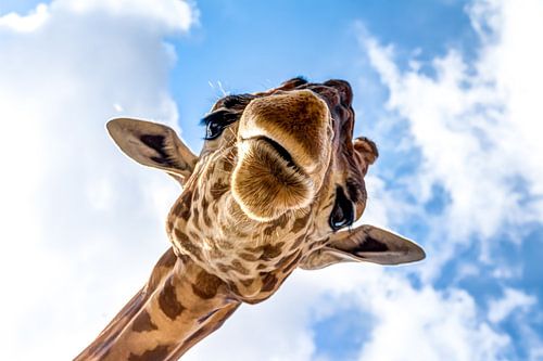 Schwebender Kopf einer Giraffe