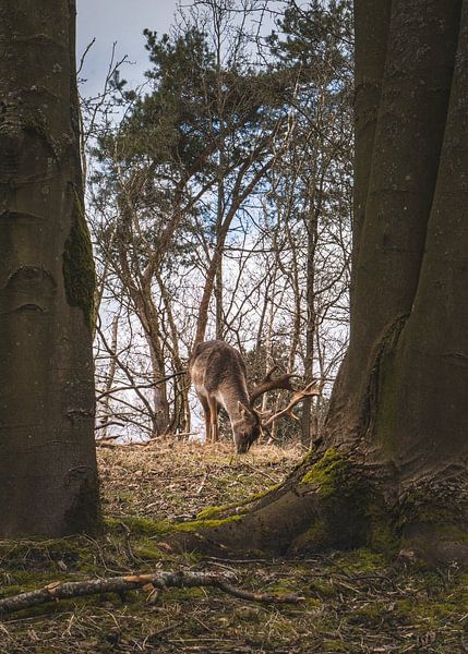 Stag in the Waterleidingduinen, Netherlands by Rianne van Baarsen