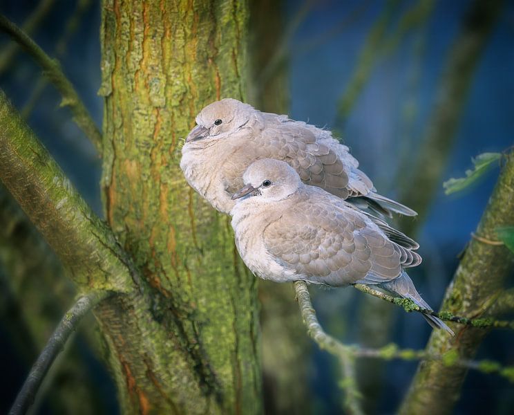 Un couple de pigeons sur une branche par ManfredFotos