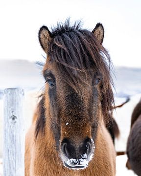 IJslands paard van Berdien Hulsdouw