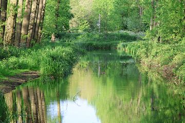 dans les bois sur Vanderaart-foto's