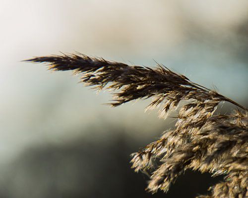 Prachtige zon, die kleur brengt aan de foto.
