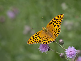 Königlicher Schmetterling, der Kaisermantel von Marjon Woudboer