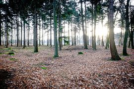 Licht door de bomen von H Verdurmen