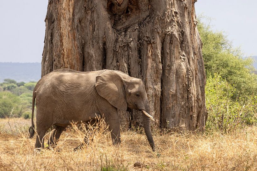 Elefant in der Nähe eines Affenbrotbaums in Tansania von Hilda Weges