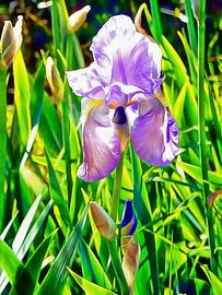 Iris bleu transparent sur Dorothy Berry-Lound