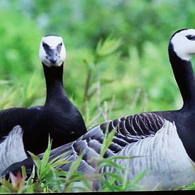 philip egmond vanwaesberge Profile picture