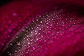 Amaryllis sur Melissa Mackaaij