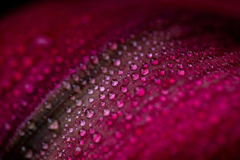 Amaryllis van Melissa Mackaaij