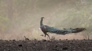 Ein Grüner Pfau randaliert