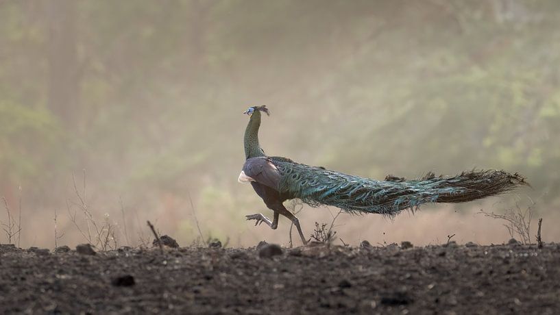 A Green Peacock runs on a rampage by Anges van der Logt