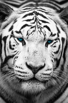 Prachtige blauwe ogen van een Bengaalse tijger van Kris Christiaens