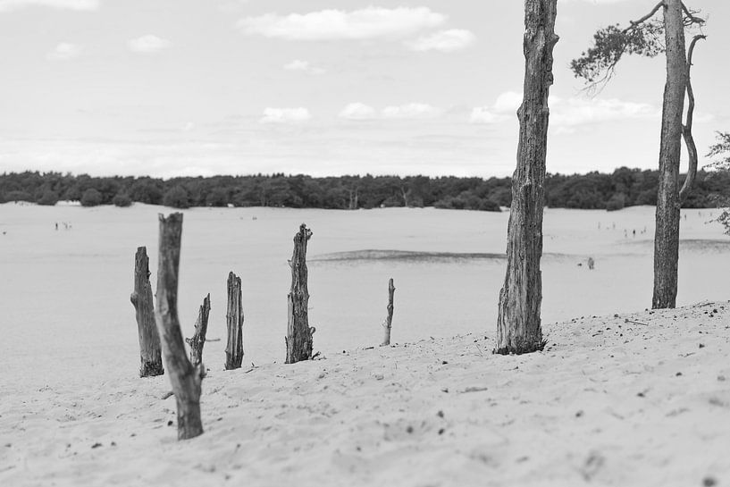 Dune Top by DsDuppenPhotography