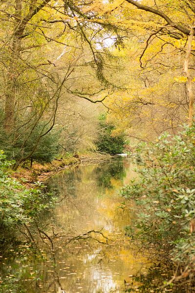 Omlijst door de herfst (mooi watertje omlijst door goudgele herfstbladeren) van Birgitte Bergman