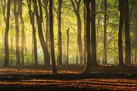 Beams of light Veluwe beech forest