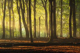 Les poutres de la hêtraie légère du Veluwe sur Rick Kloekke