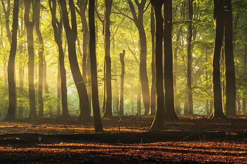 Lichtbalken Veluwe-Buchenwald