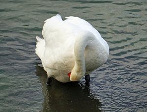 Gefiederpflege - Schwan