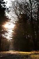 Zon in het bos
