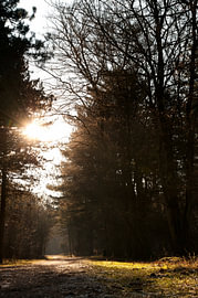 Zon in het bos by Jeroen Wijnands