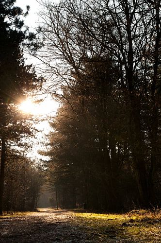 Zon in het bos