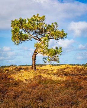 Un arbre solitaire sur Vlieland