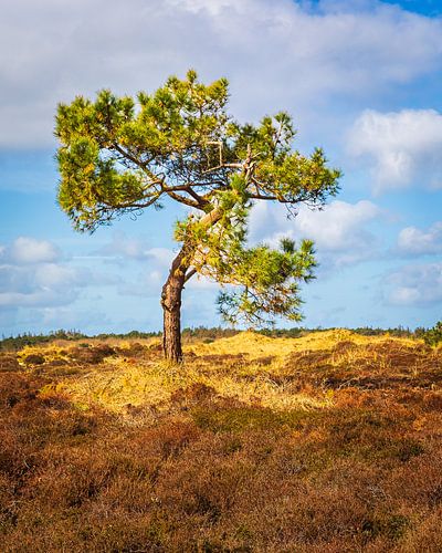 Een eenzame boom op Vlieland