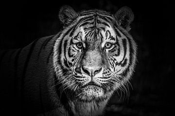 Imposanter Kopf des Amur-Tigers. von Patrick Löbler