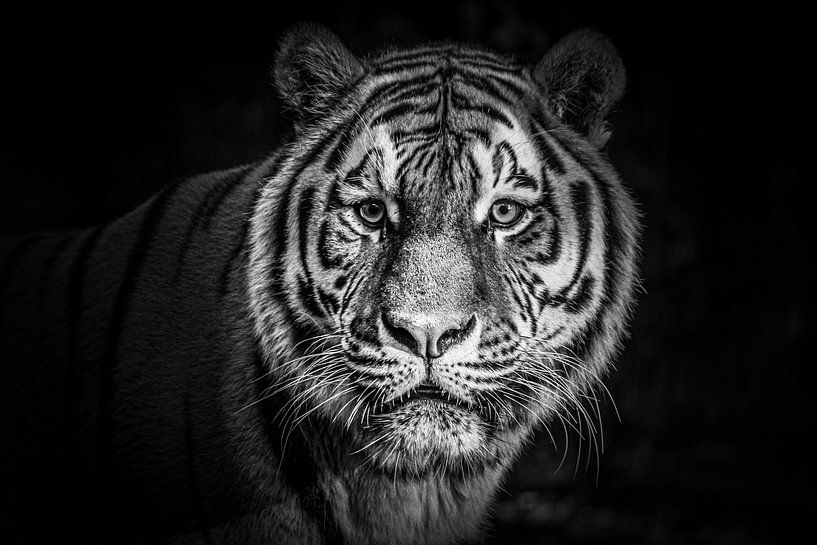 imposing view of the Amur tiger. by Patrick Löbler