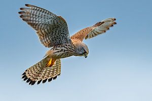 Turmfalke