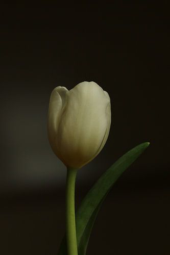 Een tulp in het ochtenlicht