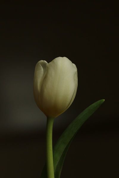Een tulp in het ochtenlicht van Pim van der Horst