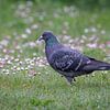 A pigeon in a spring meadow in bloom by Christina Bauer Photos