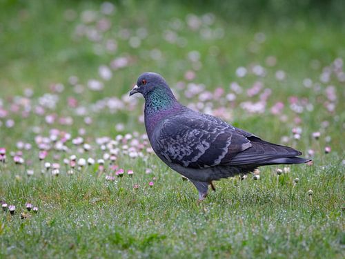 Duif op een bloeiende lenteweide