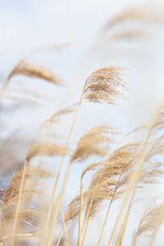 Grass Reed and sky_2, 1x Studio III by 1x