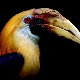 Papoea-jaarvogel  van K.K Woonijk