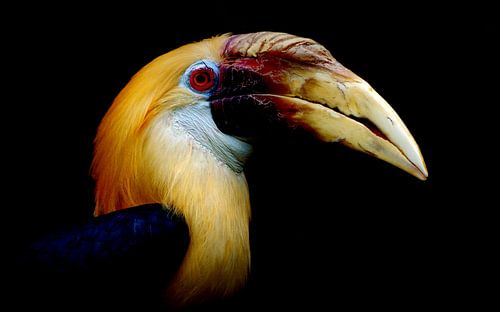 Papuan hornbill