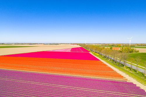 Des tulipes colorées dans un champ au printemps