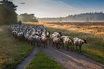 Schafherde mit Hirte.