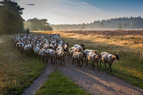Kudde schapen met herder.