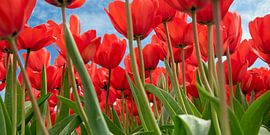 Colour on the wall by Huub Westendorp