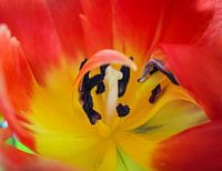 Close-up Red Tulip