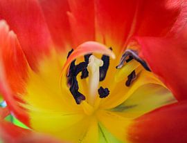 Nahaufnahme Rote Tulpe von Sharona de Wolf
