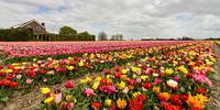 Helle Farben-Palette Niederlande von Hans Brinkel Miniaturansicht