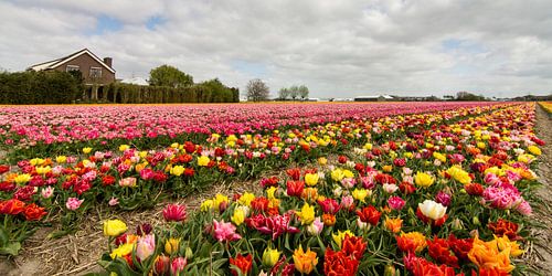 Bright colors palette Netherlands